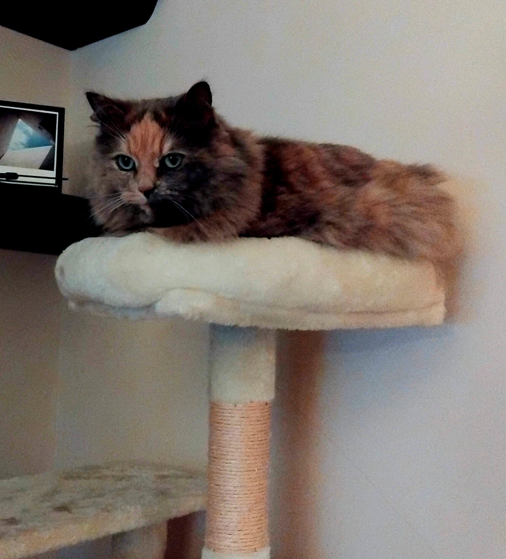 Cat Wellbeing Session