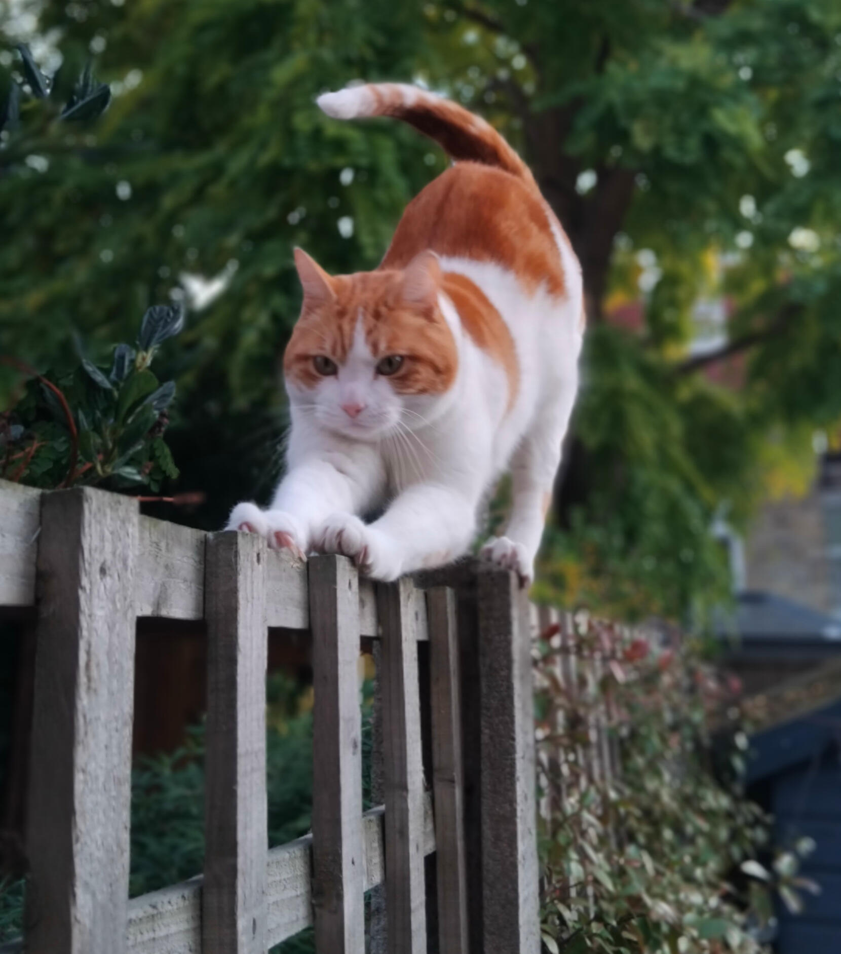 Cat Behaviour Support